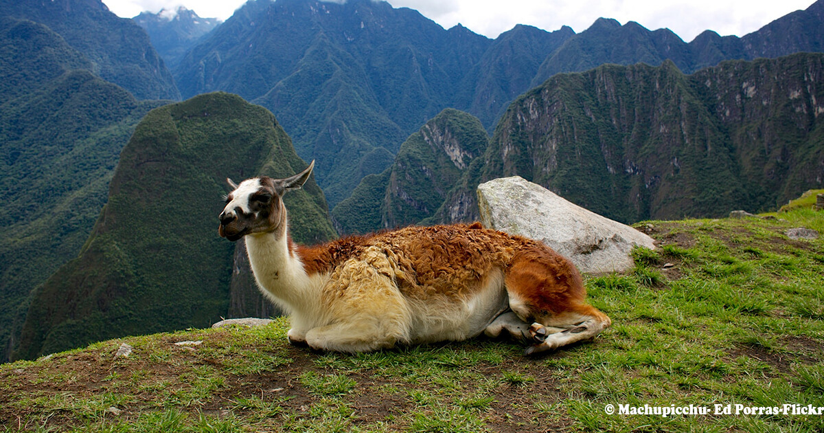 Llamas en Perú: Guía de la Llama Peruana y sus Diferencias con la Alpaca