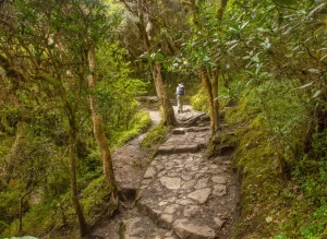 Sendero empedrado del Camino Inca entre árboles en la subida del segundo día