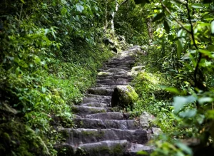 Escalinata inca de piedra entre la vegetación del Camino Inca