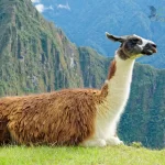 a Machu Picchu en 1 día desde Cusco en Cusco, foto 10