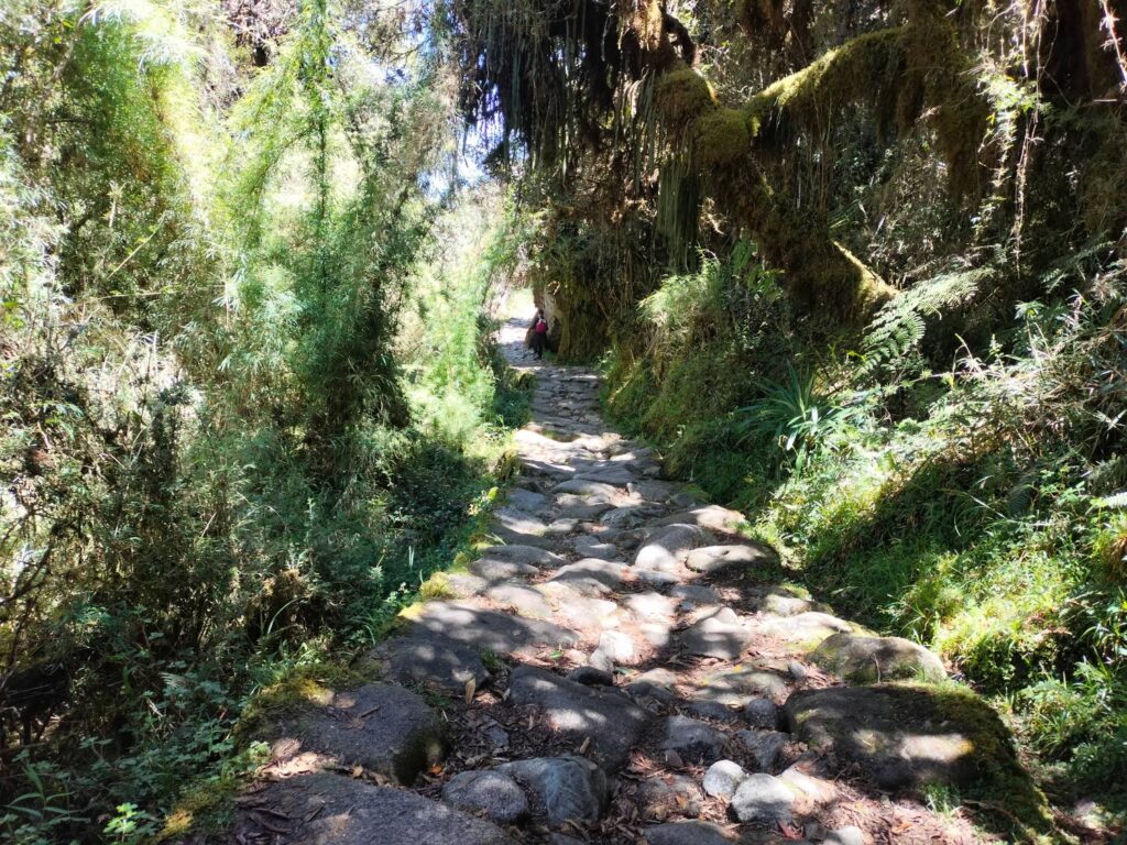 Sendero inca empedrado bajo los árboles con musgo del bosque nuboso en el Camino Inca de 4 días