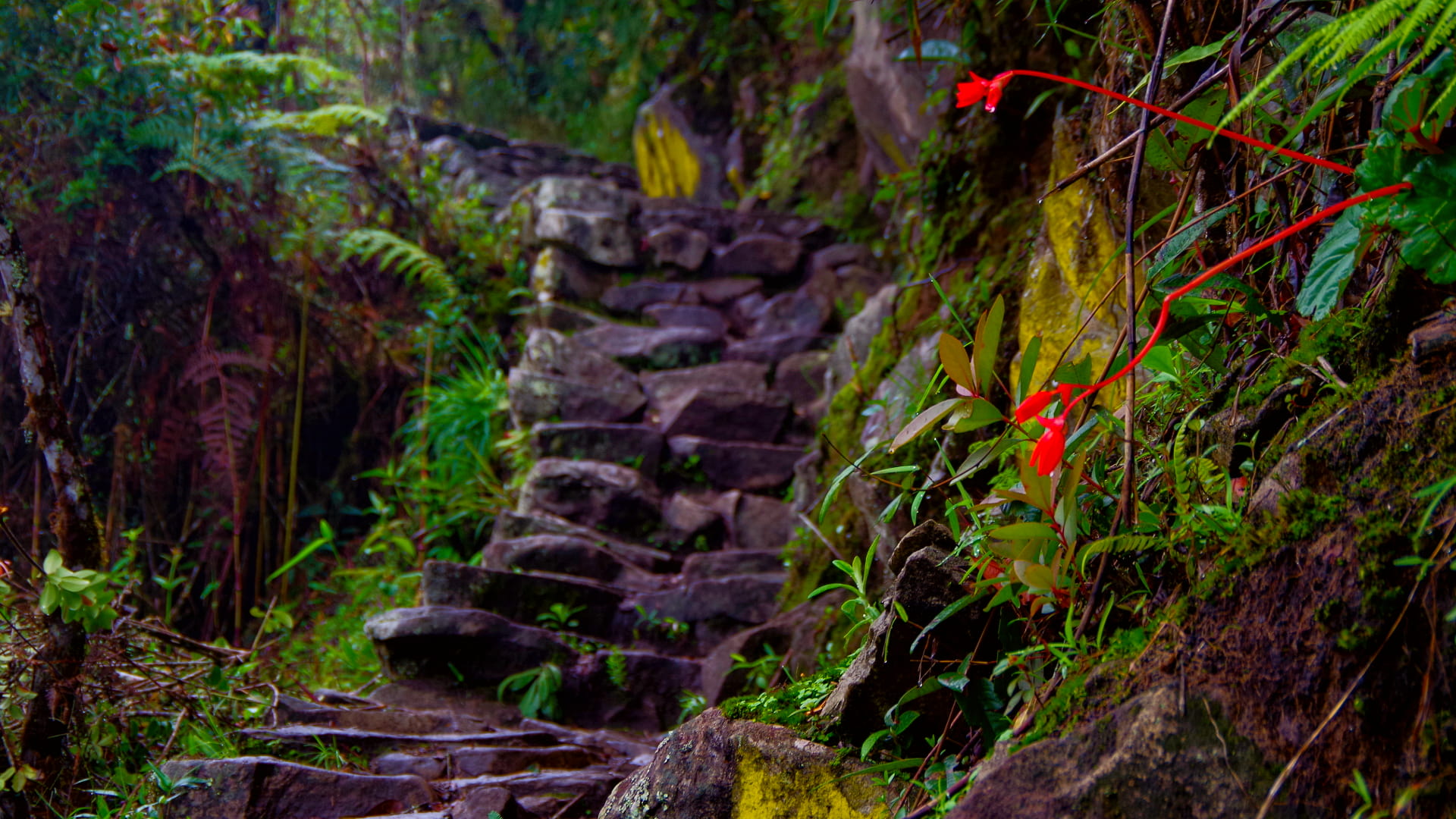 Qhapaq Ñan: el Camino Inca Sagrado que Unió los Andes