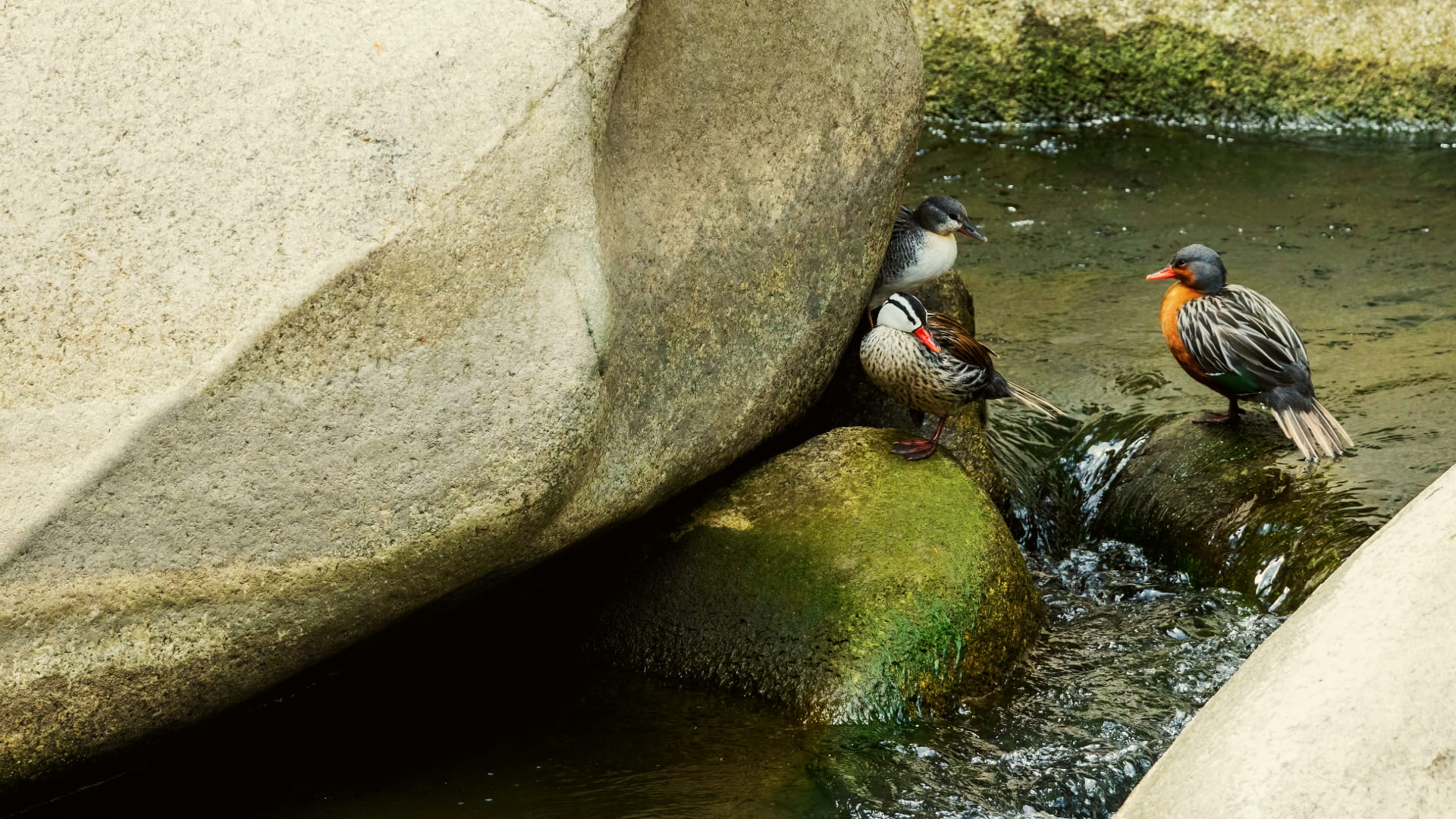Flora y Fauna de Machu Picchu: Guía del Santuario Histórico