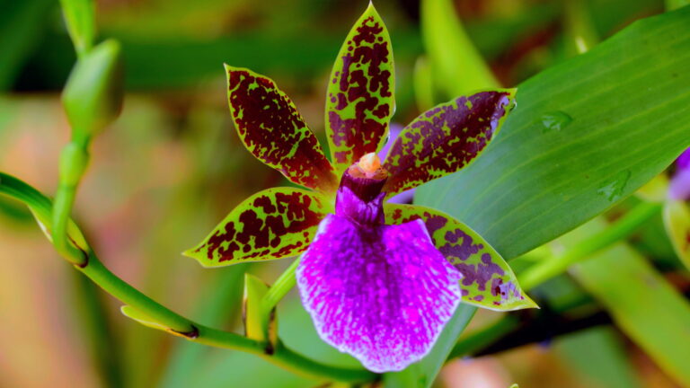 Orquídeas del Camino Inca: Especies, Mejor Época y Dónde Verlas