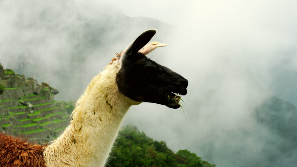 Llama en primer plano en Machu Picchu con las terrazas incas y la neblina de la montaña al fondo