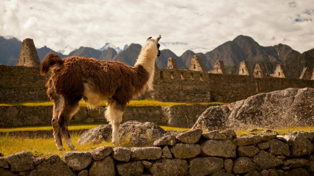 Llama sobre las terrazas incas de Machu Picchu con montañas cubiertas de bosque al fondo