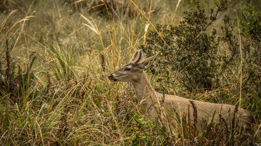 Venado entre la vegetación silvestre de los Andes, parte de la fauna del Camino Inca