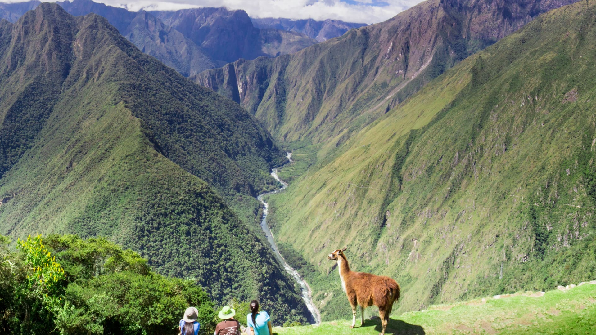 Biodiversidad del Camino Inca: Ecosistemas, Fauna y Flora del Sendero