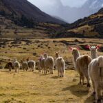Un rebaño de llamas avanza en fila por un valle de Lares en los Andes, con imponentes montañas y picos nevados al fondo.