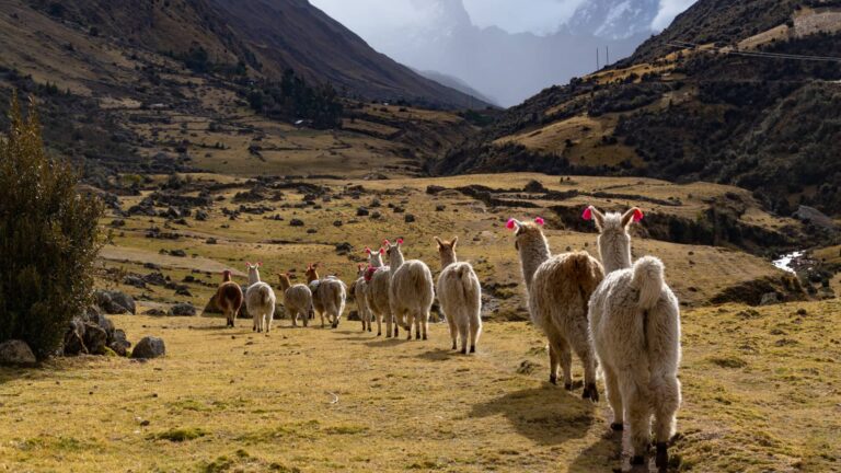 Un rebaño de llamas avanza en fila por un valle de Lares en los Andes, con imponentes montañas y picos nevados al fondo.