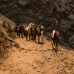 Mulas de carga recorren un sendero escarpado en la desafiante ruta de trekking hacia las ruinas incas de Choquequirao.
