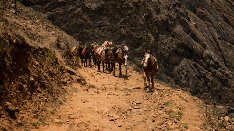 Mulas de carga recorren un sendero escarpado en la desafiante ruta de trekking hacia las ruinas incas de Choquequirao.