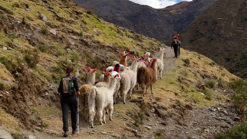 Dos viajeros con mochilas siguen a un grupo de llamas a través de un estrecho camino en las altas montañas del valle de Lares en la región de Cusco.