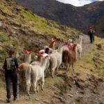 Dos viajeros con mochilas siguen a un grupo de llamas a través de un estrecho camino en las altas montañas del valle de Lares en la región de Cusco.