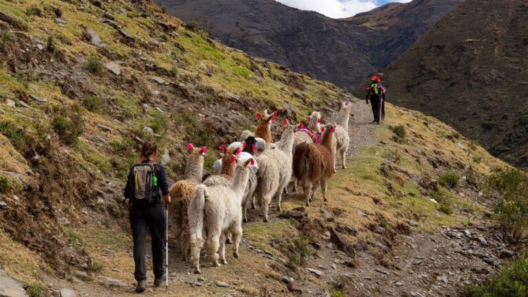Dos viajeros con mochilas siguen a un grupo de llamas a través de un estrecho camino en las altas montañas del valle de Lares en la región de Cusco.