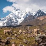 Alpacas pastando tranquilamente en un valle verde a los pies del imponente Nevado Ausangate cubierto de nieve en Cusco.