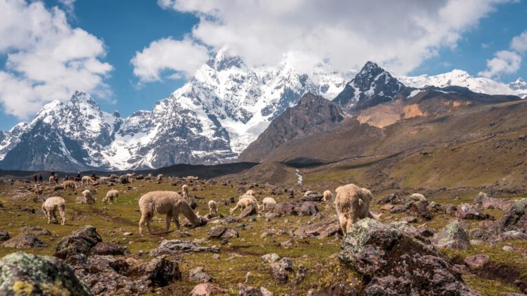 Alpacas pastando tranquilamente en un valle verde a los pies del imponente Nevado Ausangate cubierto de nieve en Cusco.