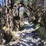 Sendero del Camino Inca entre árboles cubiertos de musgo en el bosque de neblina