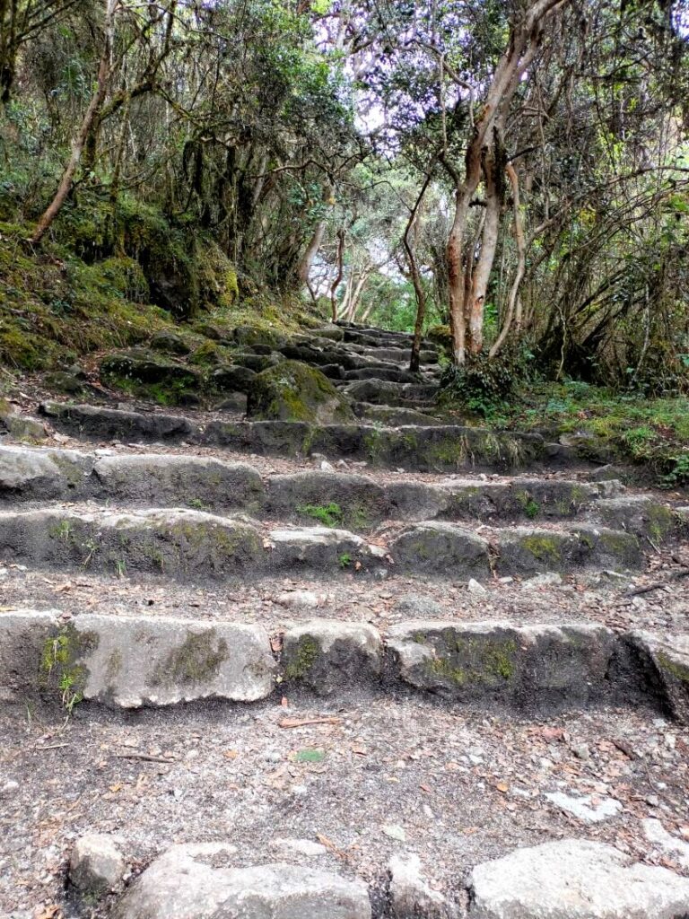 Escalinatas incas cubiertas de musgo en el bosque nuboso del Camino Inca