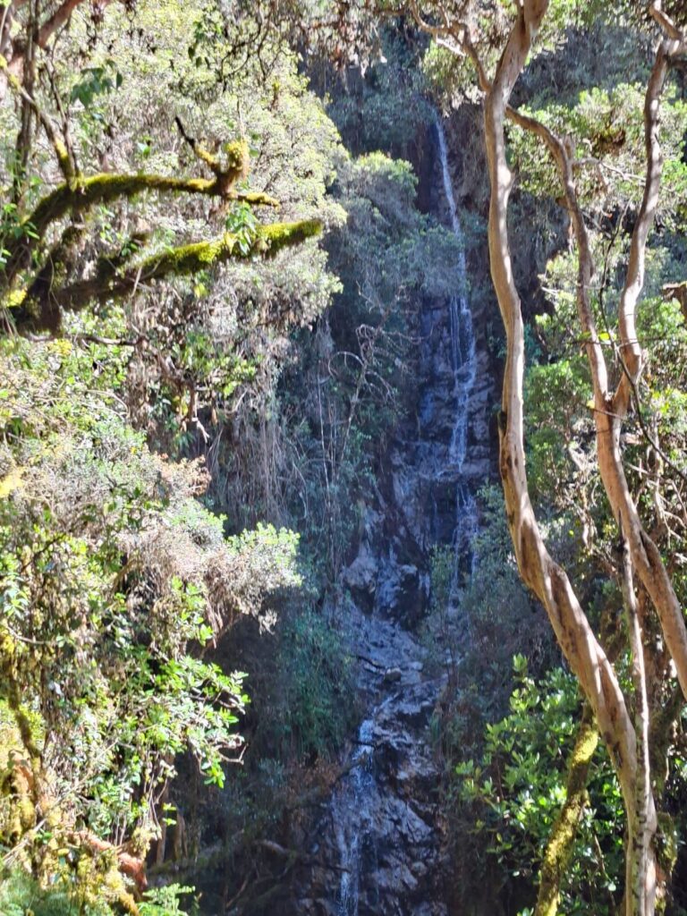 Cascada entre árboles cubiertos de musgo en el bosque nuboso del Camino Inca