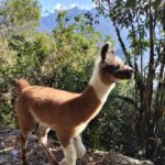 Llama en el Camino Inca, cerca de Machu Picchu