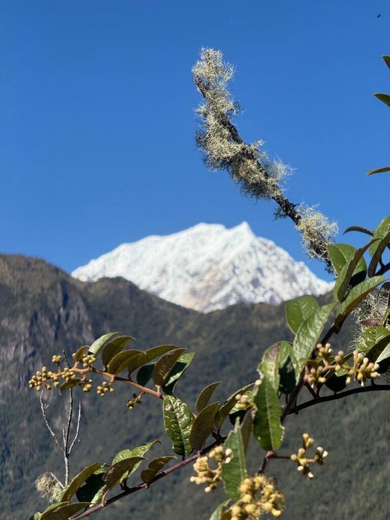 Nevado de la cordillera visto entre ramas desde la Montaña Machu Picchu