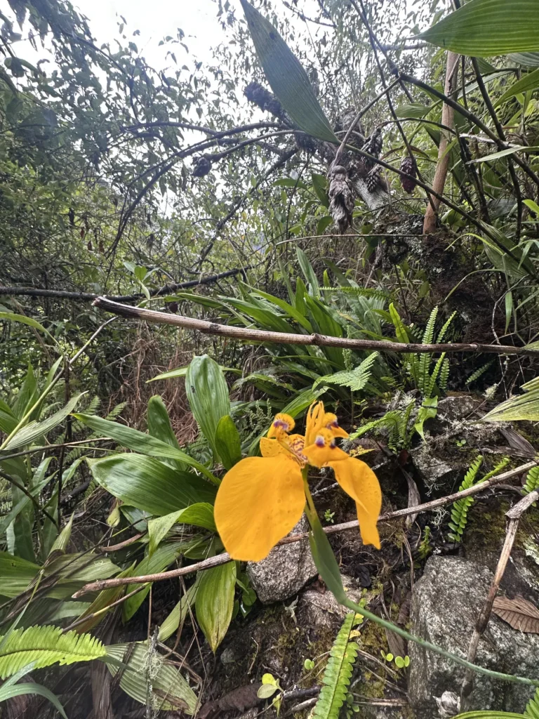 Orquídea de flor amarilla entre la vegetación del bosque en el Camino Inca