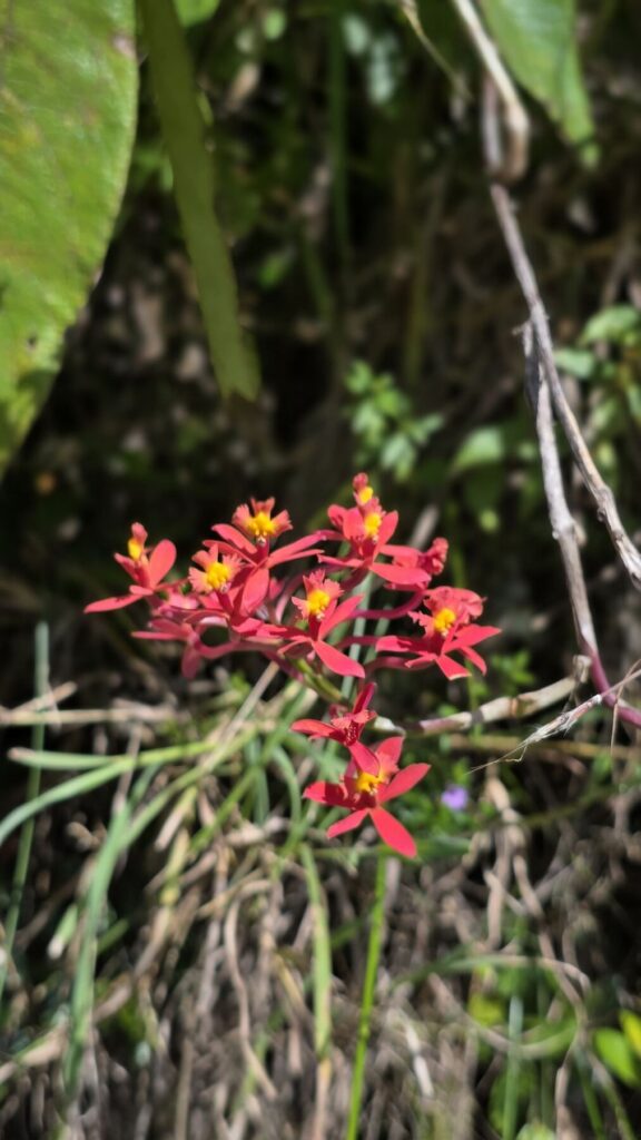Orquídea Epidendrum de flores rojas junto al sendero del Camino Inca