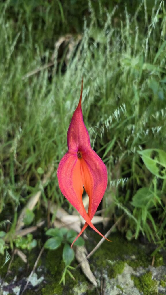 Orquídea waqanki (Masdevallia veitchiana) junto al sendero del Camino Inca