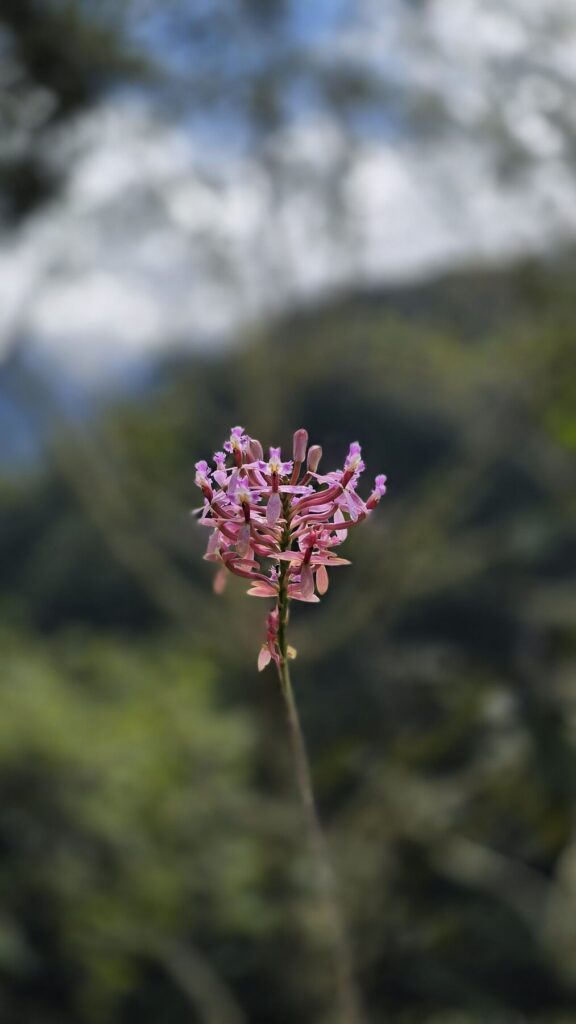 Orquídea wiñay wayna (Epidendrum secundum) en el Camino Inca