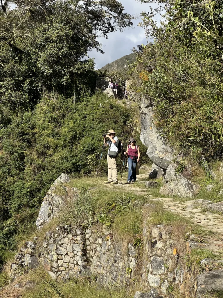 Sendero del Camino Inca entre vegetación y muros de andenes incas